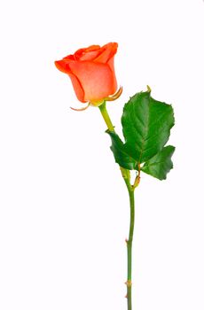 Red rose flower with clipping path, side view. Beautiful single red rose flower on stem with leaves isolated on white background.