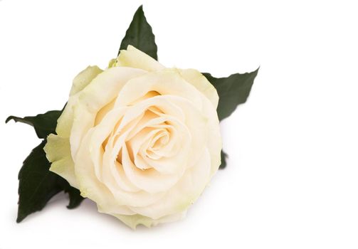 one white rose on a white background.