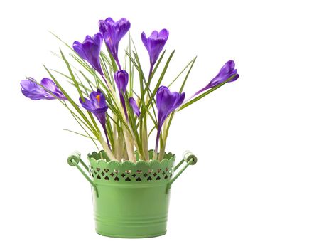 Crocus flower in the spring isolated on white