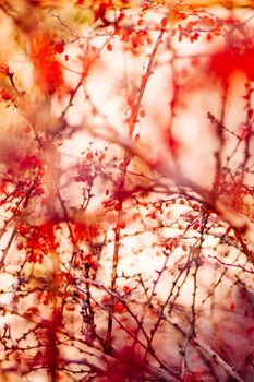 abstract autumn art - nature and environment concept, elegant visuals