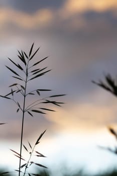 Green grass background in sunlight. Bright bokeh. Soft focus. Abstract natural background at sunset.