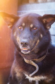 The black dog guards the house. The dog guards the owner's property. House surveillance. Friend of human.