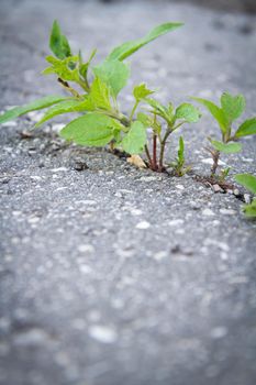 The power of growth. Sprouted sprout through the asphalt. The plant broke through the concrete. Power of nature. Overgrown city.