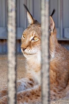 Lynx in captivity. Wild lynx in a cage. Beautiful portrait of a lynx looking into the distance.