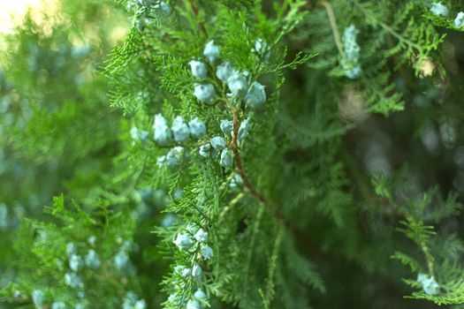 Thuja branches with cones close up background