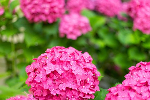 Close up light pink hortensia fresh flowers blur background