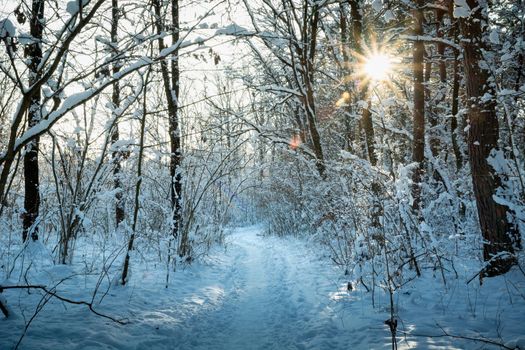 A path through the winter forest and the glare of the sun, February day