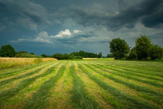 Cut grass in the meadow and cloudy skies, summer rural view