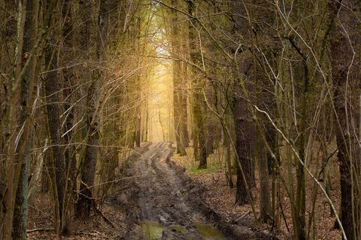Muddy road in the dark forest and sunny light in the distance