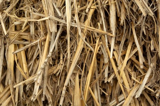 Close-up of damaged and dry hay, straw texture
