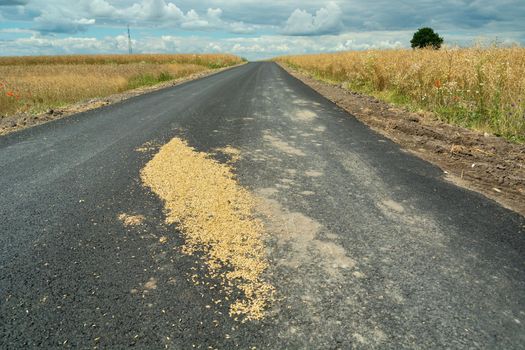 Scattered grain seeds on the asphalt road, summer rural view