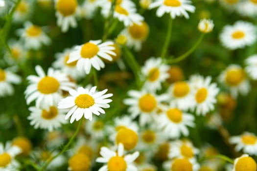 Many chamomile flowers in a fragment of a meadow, summer view