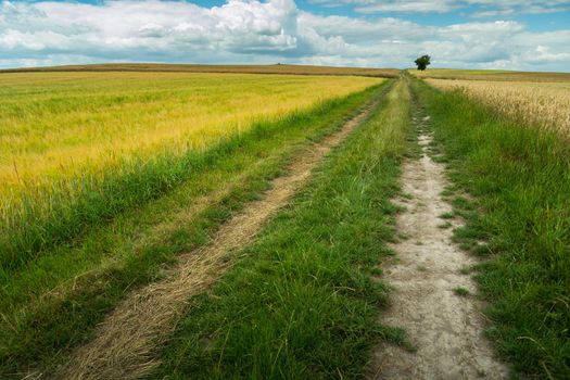 Long straight dirt road through the fields, summer day