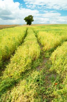 Traces of wheels in the bean field and a lonely tree, summer rural view