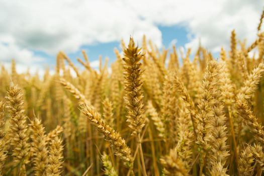 Golden ears of wheat and a serene sky, summer day