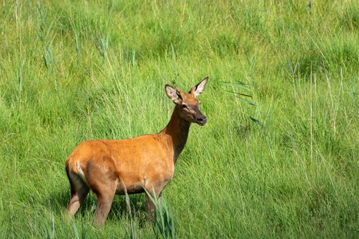 Young red deer standing in the grass, summer day