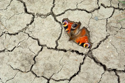 Butterfly sitting on cracked dry ground, summer view