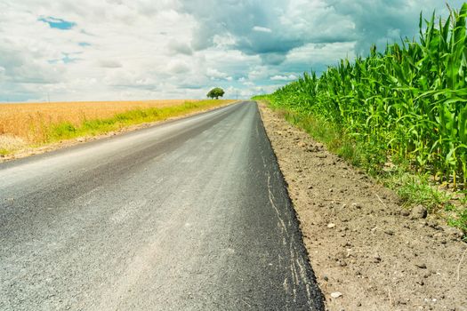 An asphalt road by a green corn field and clouds in the sky