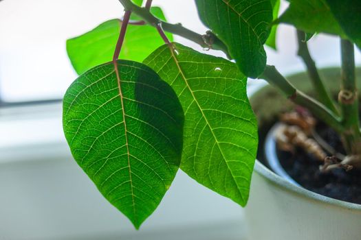 Details on the leaves of the flower in the pot