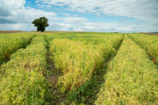 Paths in a bean field and a lone tree, summer day