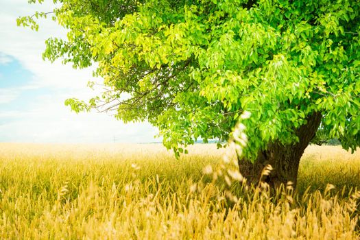 A deciduous tree growing in the grain, summer rural view