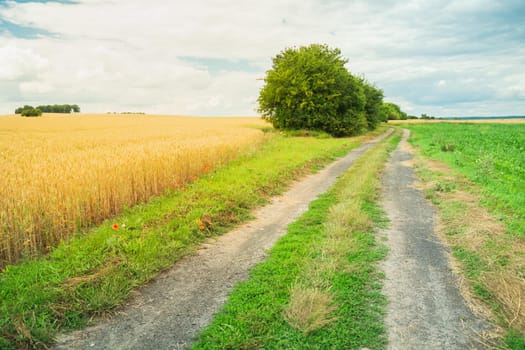 Road next to a field with grain, summer rural view