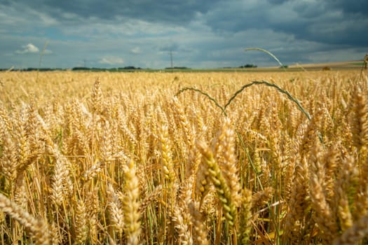 A field of wheat and a cloudy sky, summer rural view