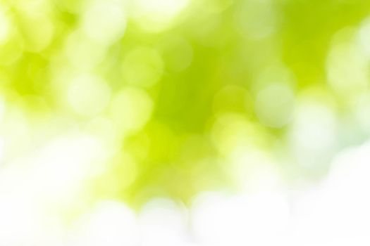 Abstract background. Background in blur out of focus. Texture in shades of green. Bokeh in the background. Green color.