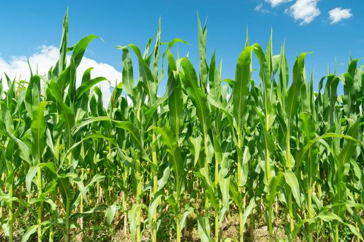 Tall green corn stalks and blue sky, summer view