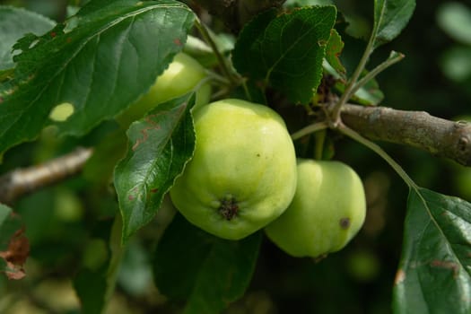 Two green apples hanging from a tree, summer plant