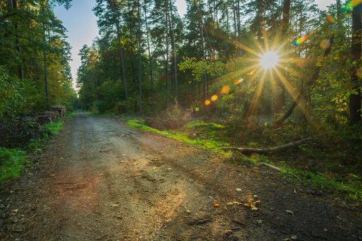 Sun star in dark forest with dirt road, idyllic woodland