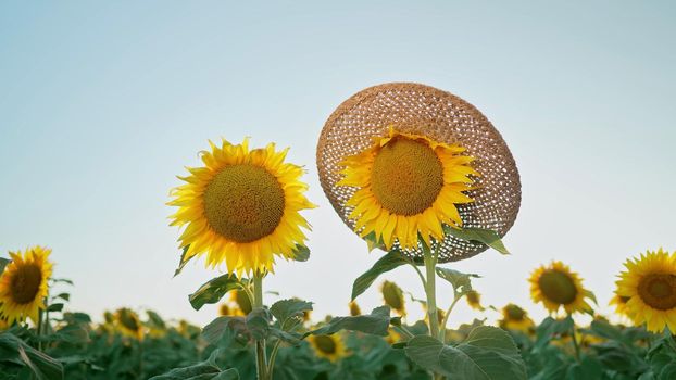 Beautiful sunflower in straw hat. Agriculture, harvest concept. Ukraine is world's first exporter of sunflower seeds and oil. High quality photo