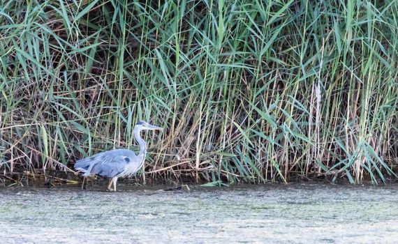 Grey heron, ardea cinerea, in a water in front of green reeds by day
