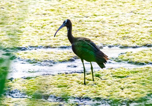 single black glossy ibis, plegadis falcinellus, bird standing in a dry pond