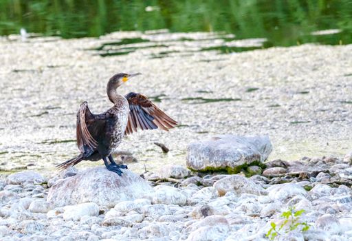Female Cormorant, Phalacrocorax auritus, standing peacefully on a stone in a wet pond