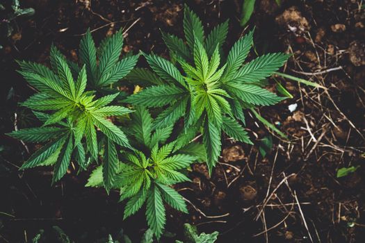 Cannabis bush close-up. Cultivation of hemp fields. Irrigation and cultivation of cannabis. Leaves background.