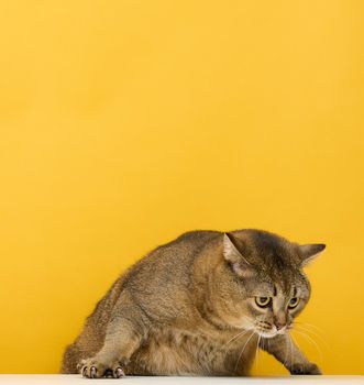 Adult gray cat Scottish straight on a yellow background