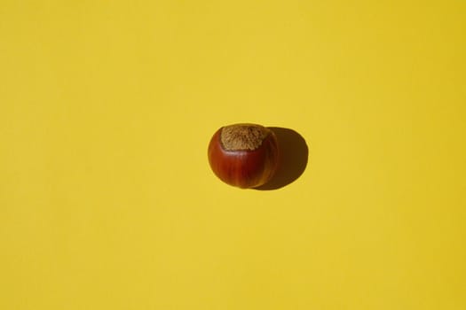 hazelnut on a yellow background with a hard shadow. photo