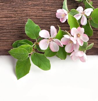 Apple blossom on wooden background.