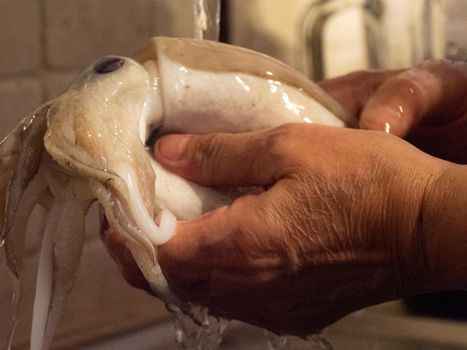 cleaning a raw adriatic cuttlefish at home in Numana, Marche, Italy