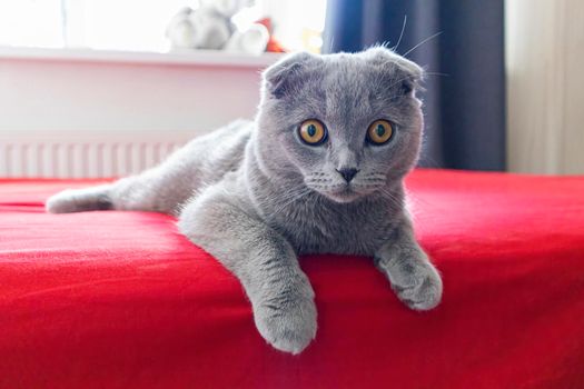 smoky lop-eared cat on a red bed. photo