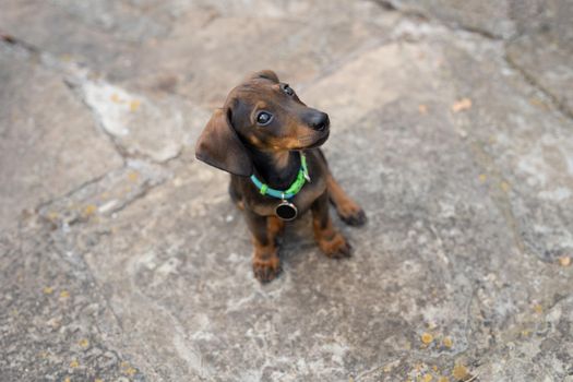 dachshund puppy looking up with turquoise necklace and black name tag. close up of the face of a dachshund puppy. pet concept. natural light outside.