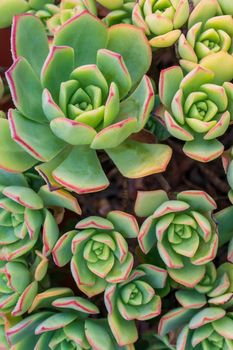 Little green rosettes of succulents in the garden top view