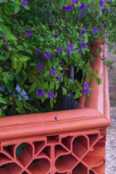 Flowering shrub Lycianthes rantonnetii with small blue flowers in a garden behind a curly brick fence