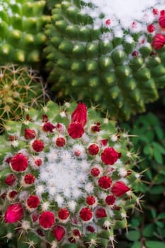 Mammillaria polythele cactus with pink buds top view natural background