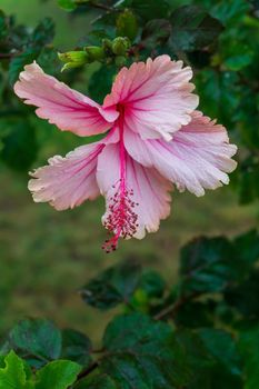 Gently pink hibiscus flower on a bush close up