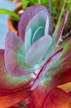 Bright red - green flower of Kalanchoe thyrsiflora close up