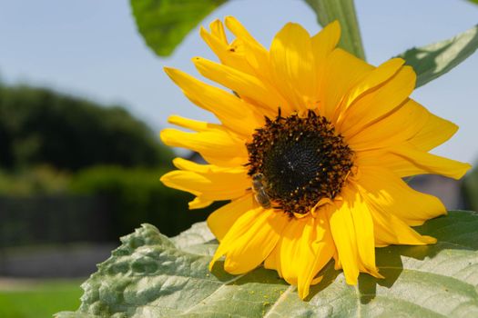 Bee collecting pollen from sunflowers head in the nature. High quality photo