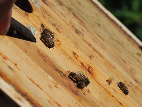 Beekeeper working with bees and beehives on the apiary. Beekeeping concept. Beekeeper harvesting honey Beekeeper on apiary.