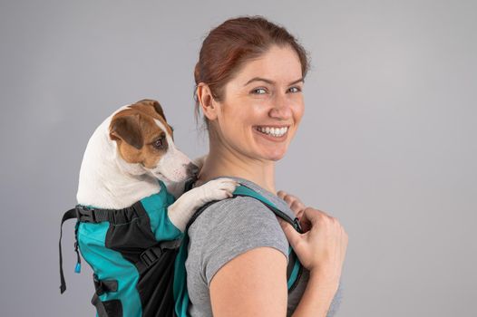 Caucasian woman carries jack russell terrier dog in her backpack